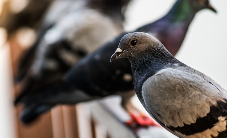 Industrial Bird Control Service