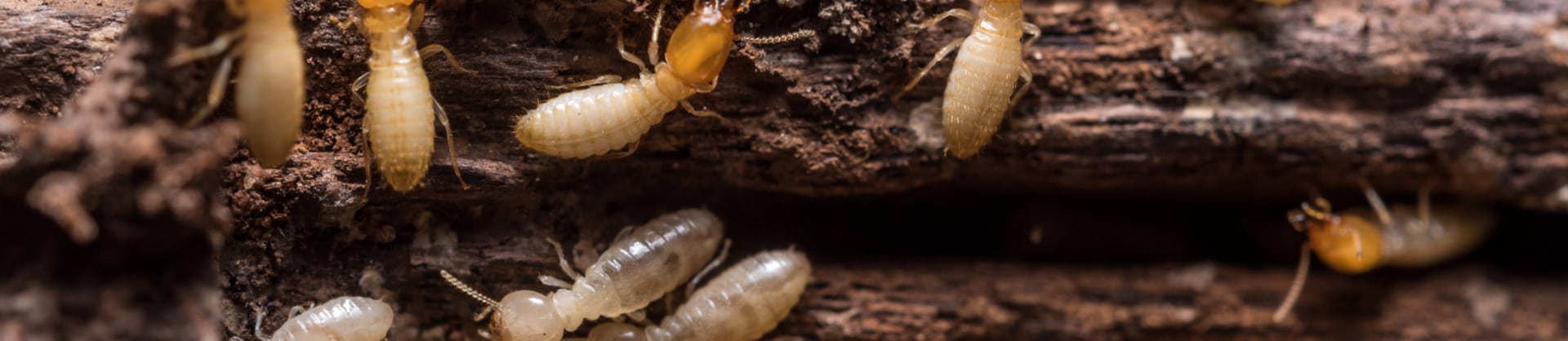 banner-termite